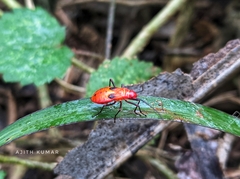 Dysdercus cingulatus