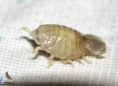Cymothoida