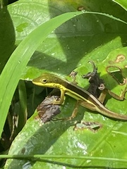 Anolis krugi