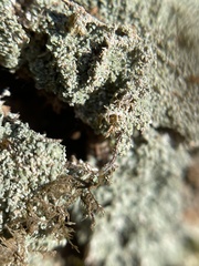 Punctelia missouriensis