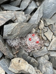 Mammillaria tetrancistra