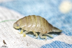 Cymothoida