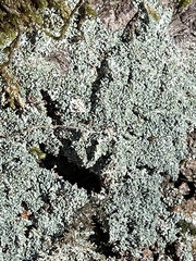 Punctelia missouriensis