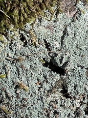 Punctelia missouriensis