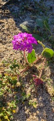 Abronia villosa