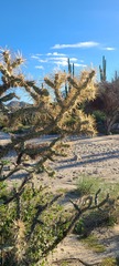 Cylindropuntia molesta molesta