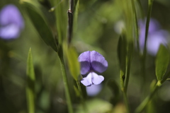 Psoralea laxa
