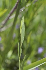 Psoralea laxa