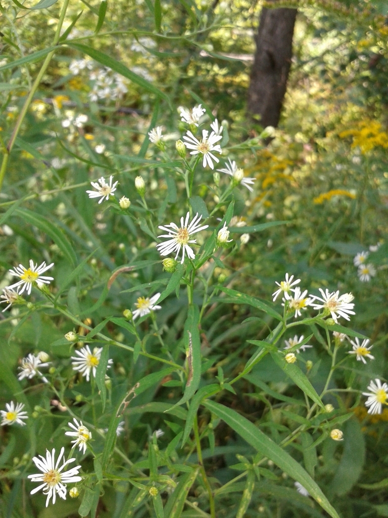 Symphyotrichum lanceolatum