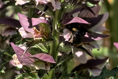 Xylocopa