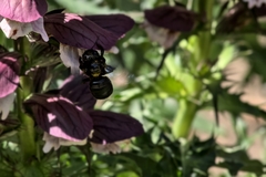 Xylocopa