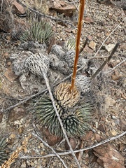 Agave utahensis