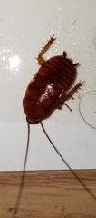 Periplaneta fuliginosa