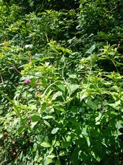 Mirabilis jalapa image