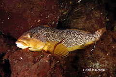 Hexagrammos decagrammus