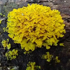 Xanthorioideae
