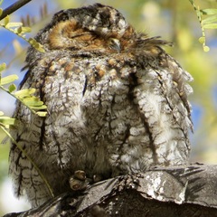 Psiloscops flammeolus