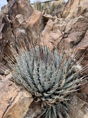 Agave utahensis
