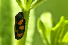 Cercopis vulnerata