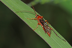 Lissopimpla excelsa
