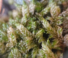 Hypnum cupressiforme