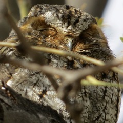 Psiloscops flammeolus
