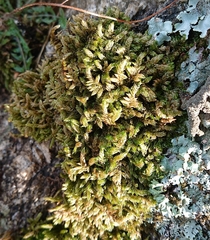 Hypnum cupressiforme