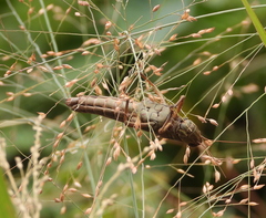 Melanoplus differentialis