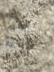 Lecanora hybocarpa