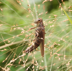 Melanoplus differentialis