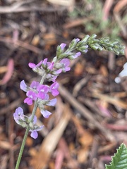 Cullen australasicum