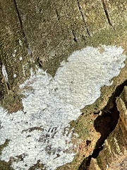 Lecanora hybocarpa