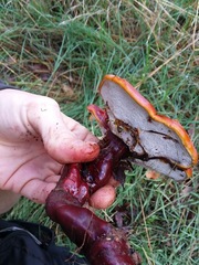 Ganoderma lucidum