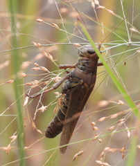 Melanoplus differentialis