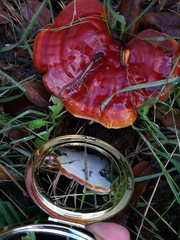 Ganoderma lucidum