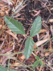 Cullen australasicum