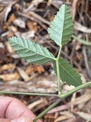 Cullen australasicum