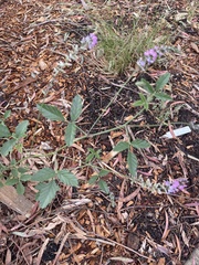 Cullen australasicum