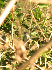 Arremonops conirostris