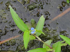 Commelina diffusa