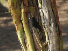 Knipolegus aterrimus
