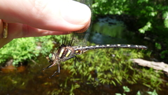 Cordulegaster maculata