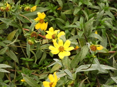 Bidens laevis