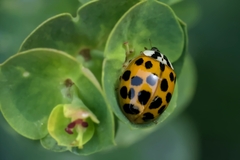 Harmonia axyridis
