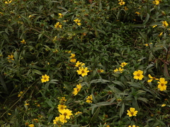 Bidens laevis