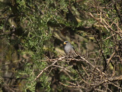 Catamenia analis
