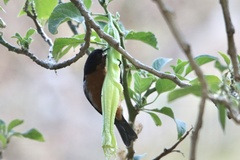 Diglossa brunneiventris