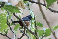 Diglossa brunneiventris