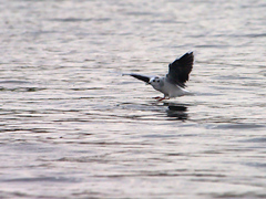 Hydrocoloeus minutus