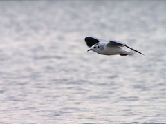 Hydrocoloeus minutus